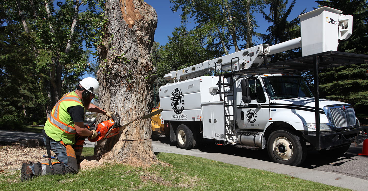 Arborist Specialists removing a large tree