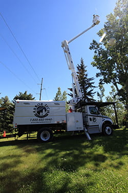 Tall Tree Trimming services