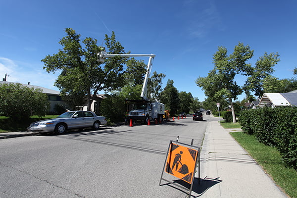 Tree trimming with safety in mind