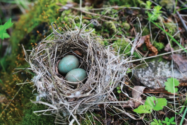 Environmental sustainability. Protecting wetlands, and bird's nests while we work