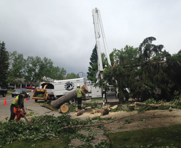 Tree removal services