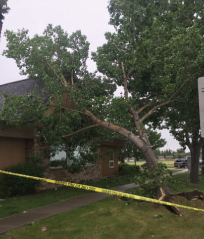 Repairing tree and storm damage