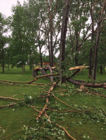 Downed tree removal