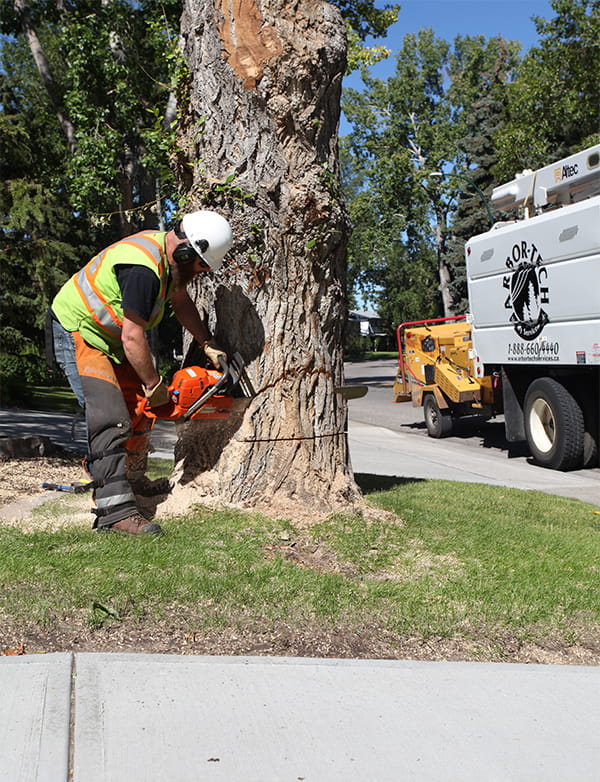 Alberta Tree Removal Services